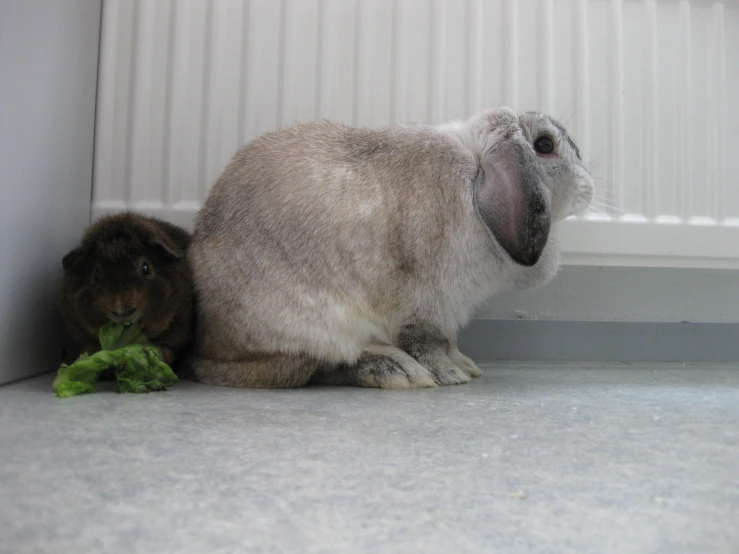 an old stuffed rabbit is eating a leafy vegetable