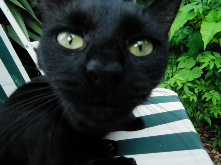 a black cat sits on a striped park bench