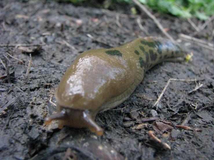 a slug on the ground with it's nose covered in brown and green substance