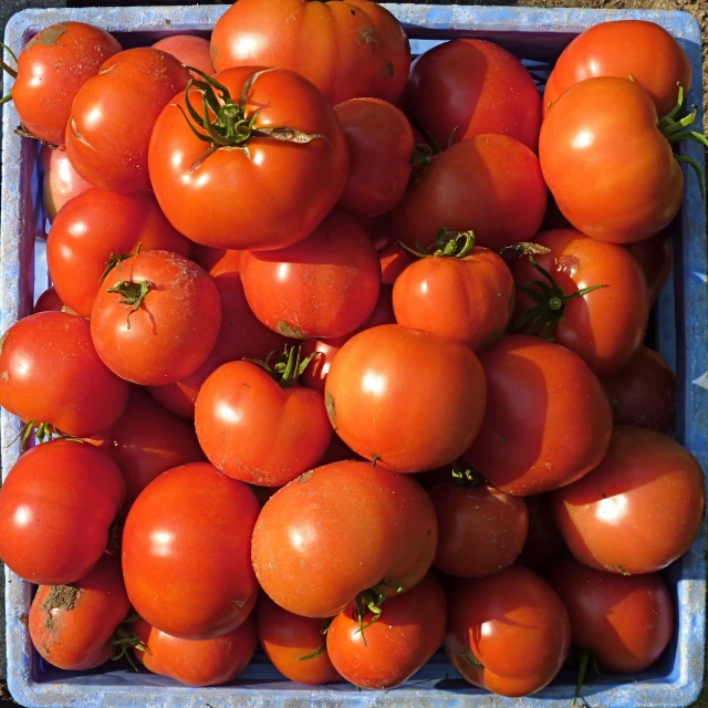 a tray full of tomatoes, some red, in a blue container