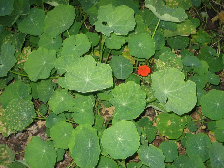 a red plant that is growing among green leaves