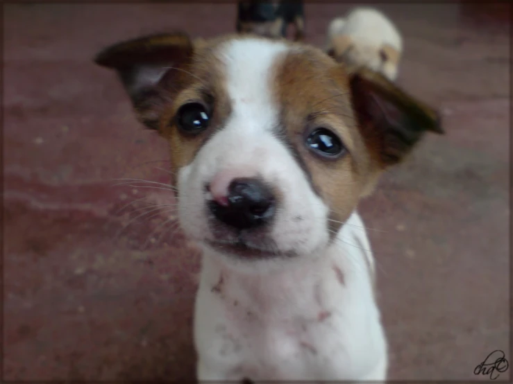 this puppy is curious about what a dog looks like