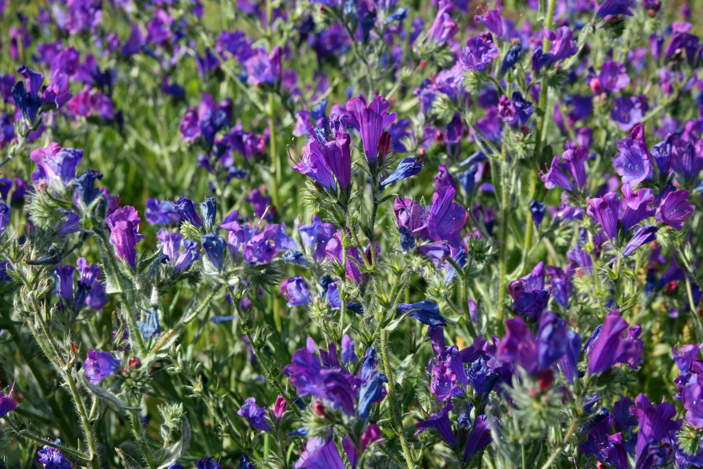 purple flower in a field full of green plants