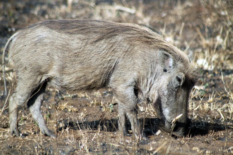 an animal grazing in a dried field with plants