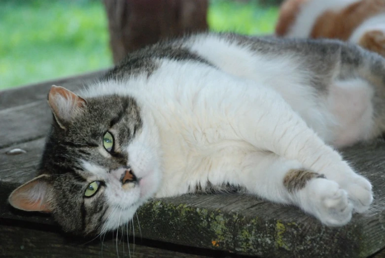 a close up of a cat laying on a wooden surface
