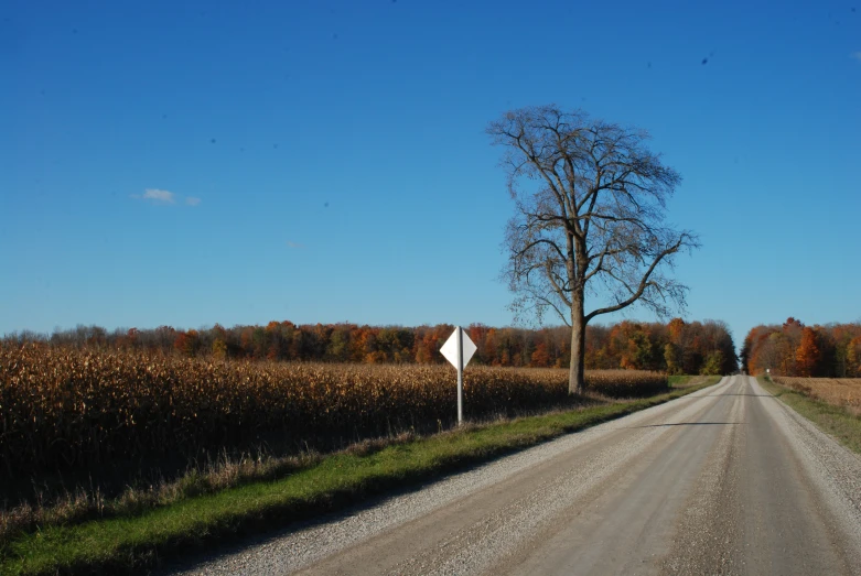 the trees are starting to change their colors