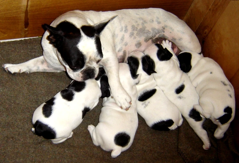 a dog is cuddling with several puppies