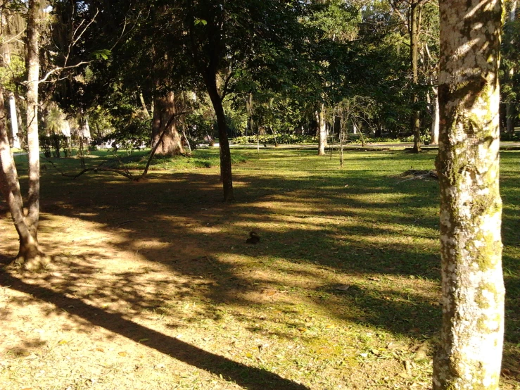 a bird walking through the grass in an area with trees