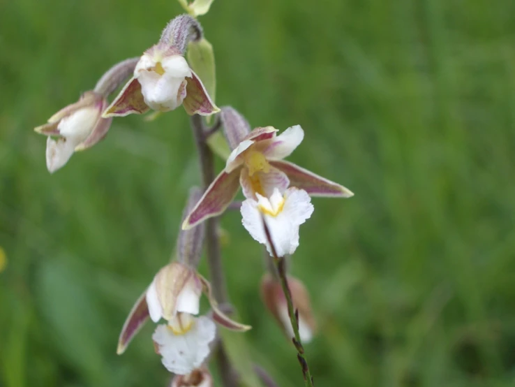 several white and brown flowers on a green grass field
