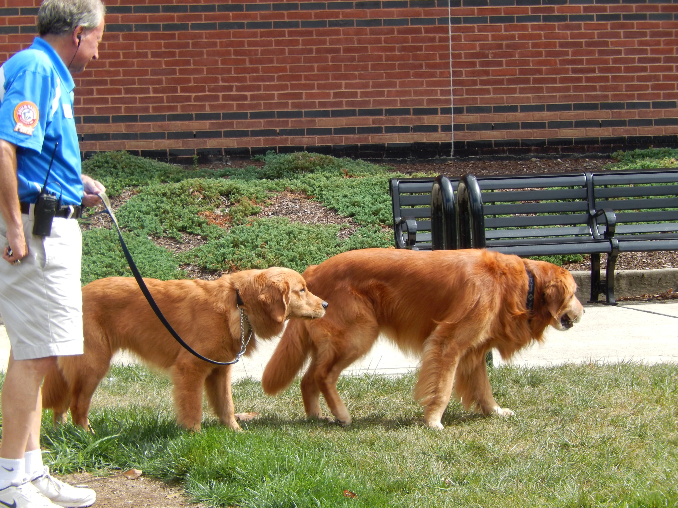 two dogs are tied to the park bench while a man is walking them