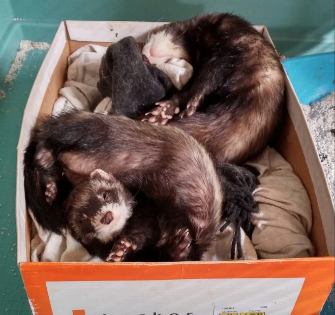 three ferrets are curled up in a box