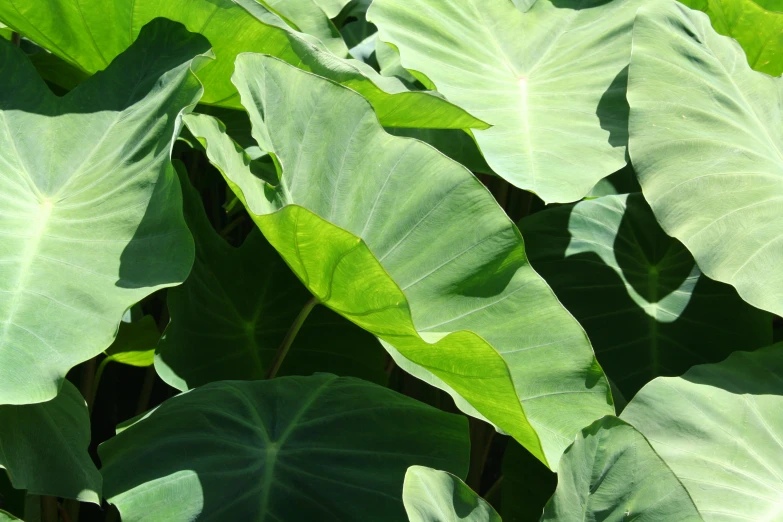 some plants with large, green leaves growing in the sun