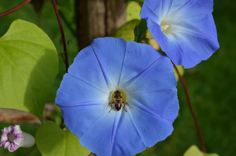 two blue flowers with a bug sitting on one