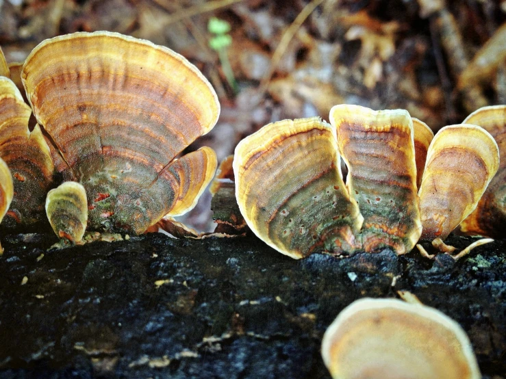 close up of several mushrooms growing out of the ground