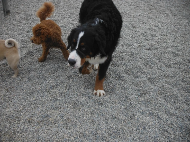 a large black dog with white and brown puppies