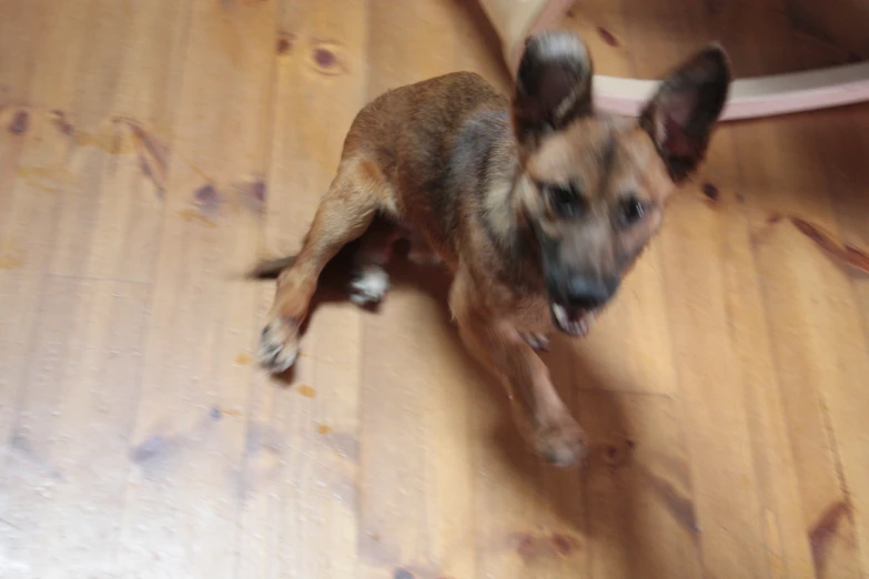 a small dog is on the floor with a frisbee