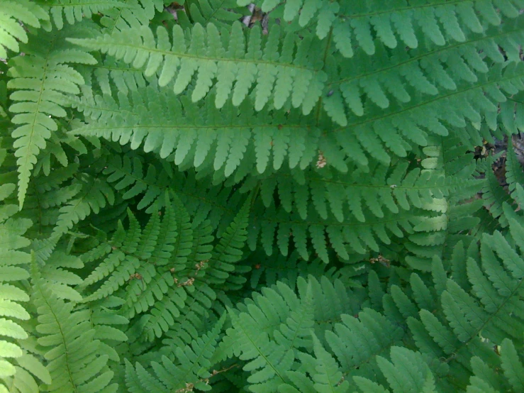 a close up s of some green leaves