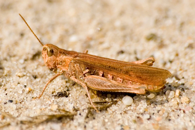 a large brown bug sitting on top of a sandy ground