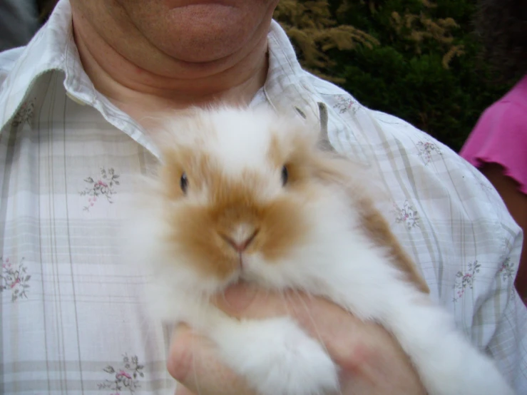 a brown and white rabbit inside of its owner's arms