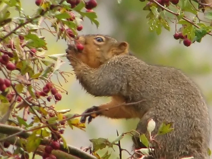 a squirrel climbing up the nches of some berry trees