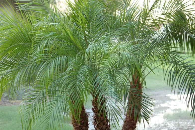 a palm tree in a field of grass