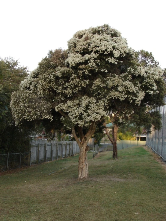 a single white tree stands in a green grass field