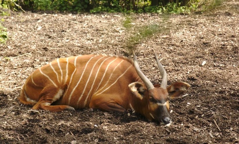 the deer is resting with it's head against a tree