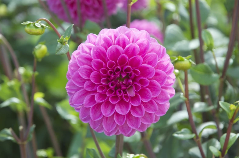 a close up of pink flowers in the grass