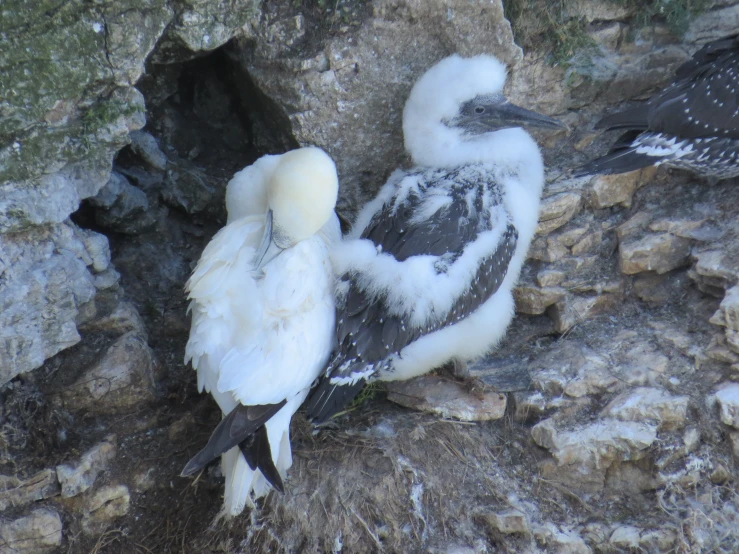 two birds perched up next to each other in the rock