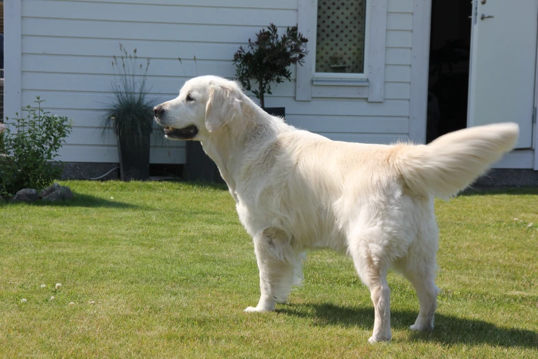 white dog in a green yard by the house