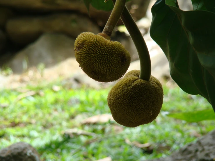 two green fruits hanging on a tree near a stone wall