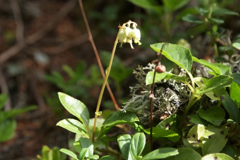 a close up of leaves and flowers in the sun