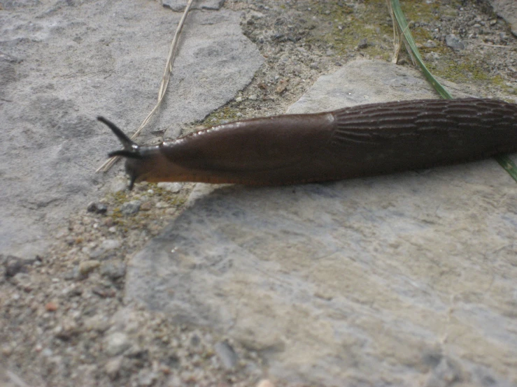 a slug crawling on a rock near grass