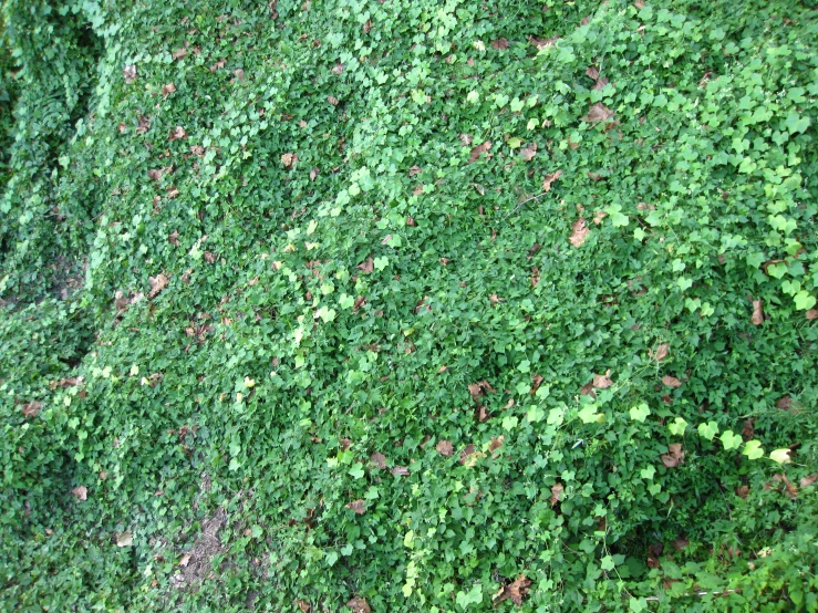the wall is covered with small green leaves