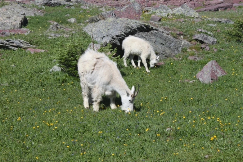 two white sheep are grazing in a grassy area