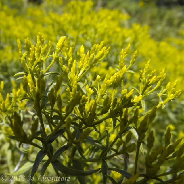 the plants in the field have bright yellow flowers