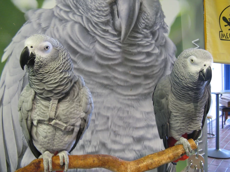 two parrots on the back of a large parrot