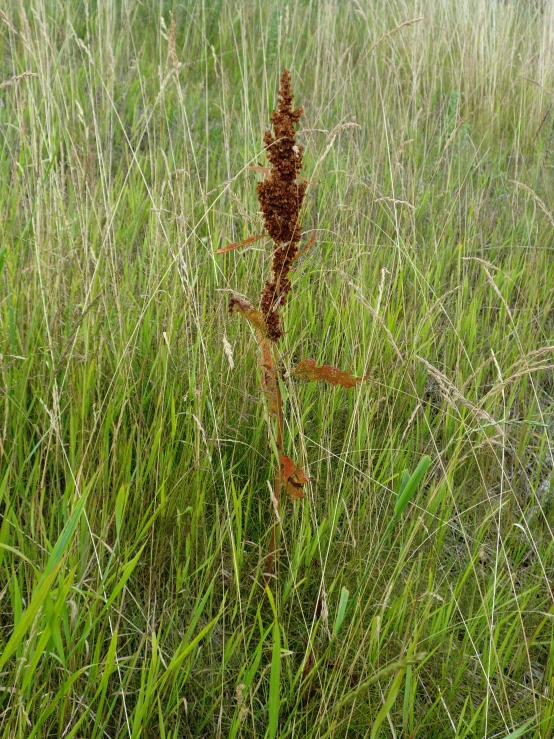 an animal walking through tall grass in the open