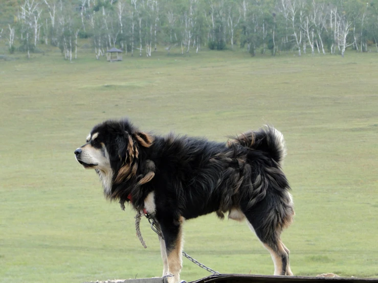 an adorable dog is tied to the rails of a railing