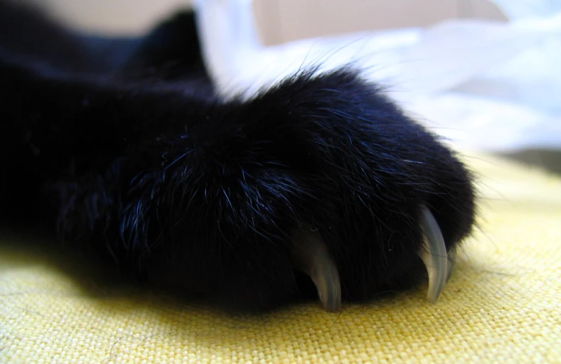 a paw on a yellow cloth with white lines