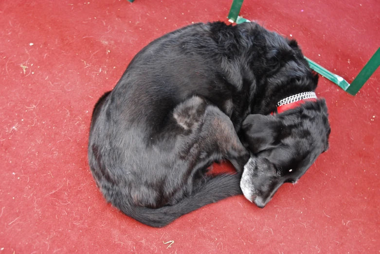 a black dog is asleep on a red rug