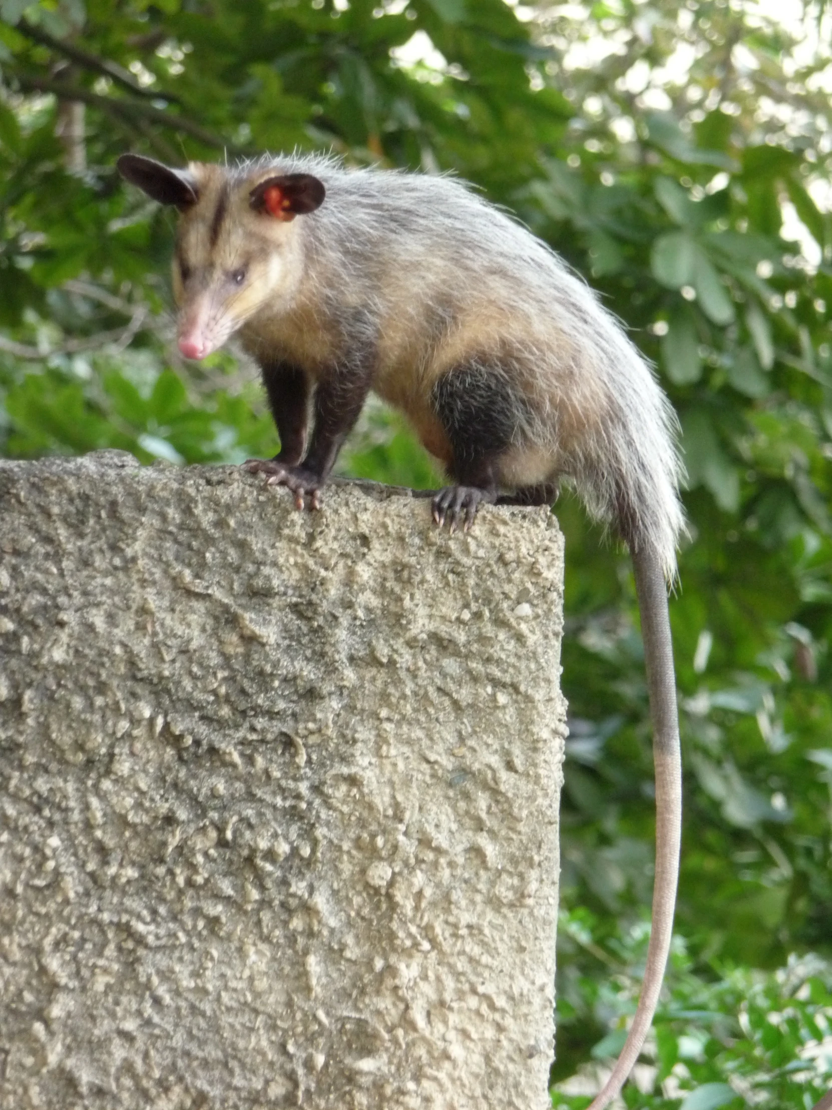 a small animal perched on the edge of a large wall