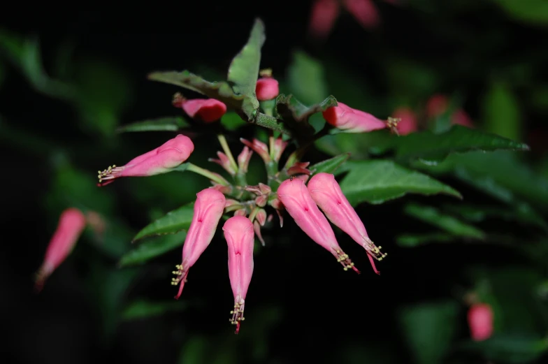 a small flower with pink petals on a dark background