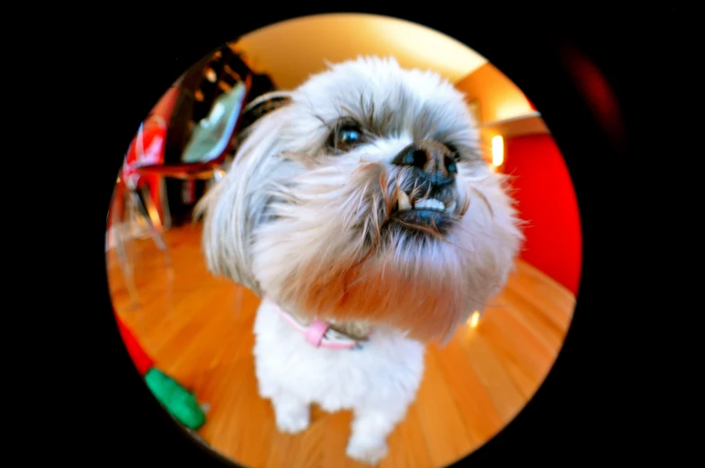 a small dog has its head tilted forward while on the floor