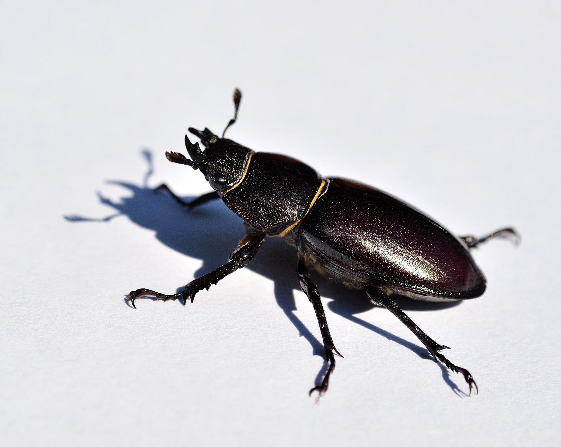 an insect standing on the white surface