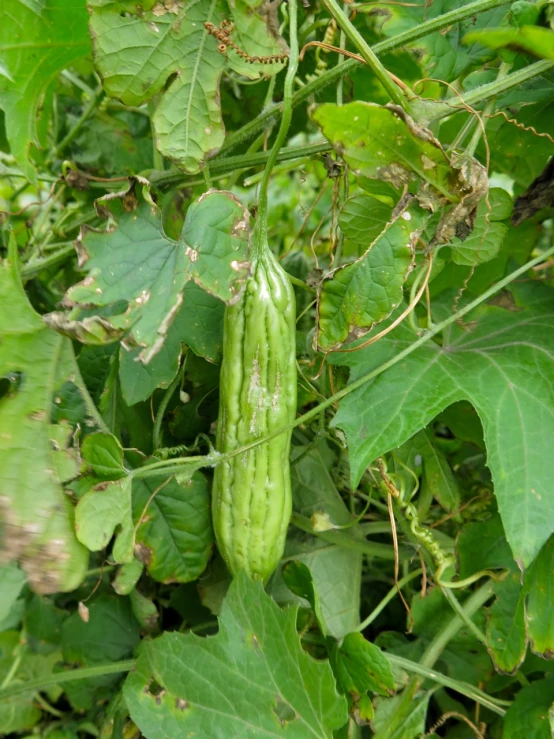 a green pod sits on the stem of a tree