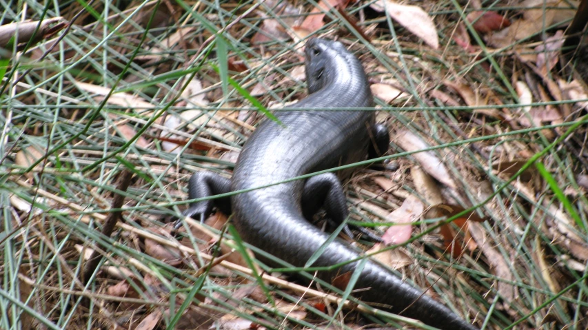 a lizard laying on its side in the grass