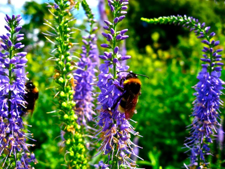 bee on purple flower, in natural setting