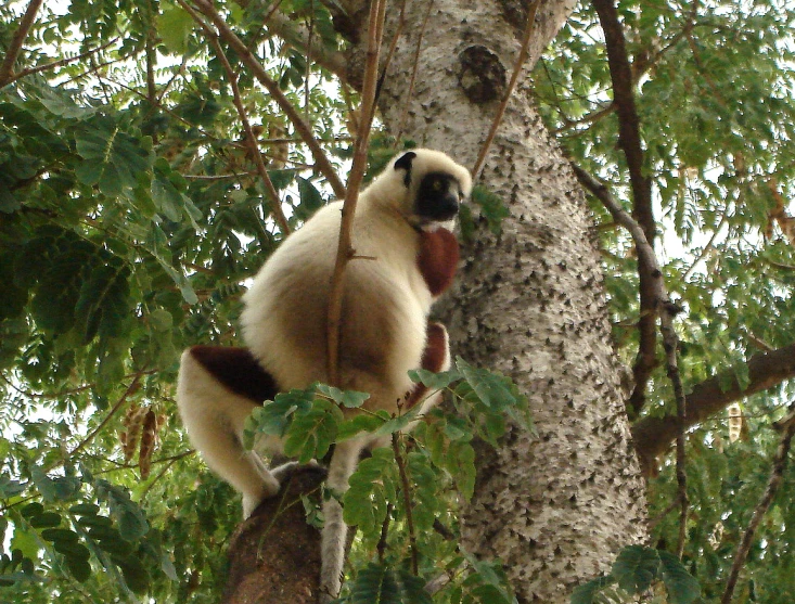 an adult white and black monkey on a tree nch