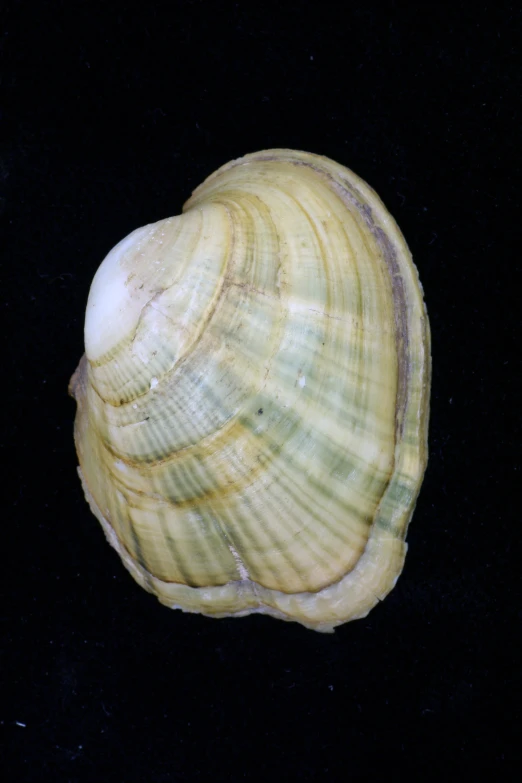 a close up of a shell on a black surface